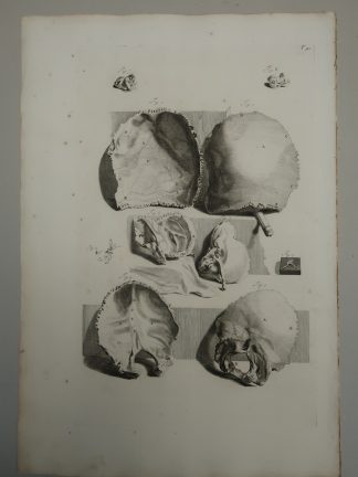 Antique Print-T.90.-ANATOMY-HUMAN-SKULL-de Lairesse-Bidloo-1728