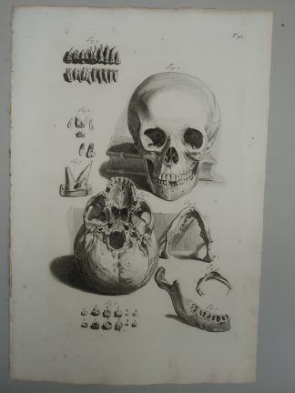 Antique Print-T.92.-UPPER-JAW-NASAL-BONES-TEETH-SPHENOID-de Lairesse-Bidloo-1728