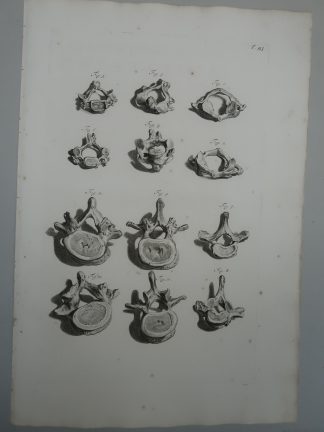 Antique Print-T.93.-VERTEBRAL-COLUMN-ATLAS-AXIS-SACRAL-BONE-Lairesse-Bidloo-1728