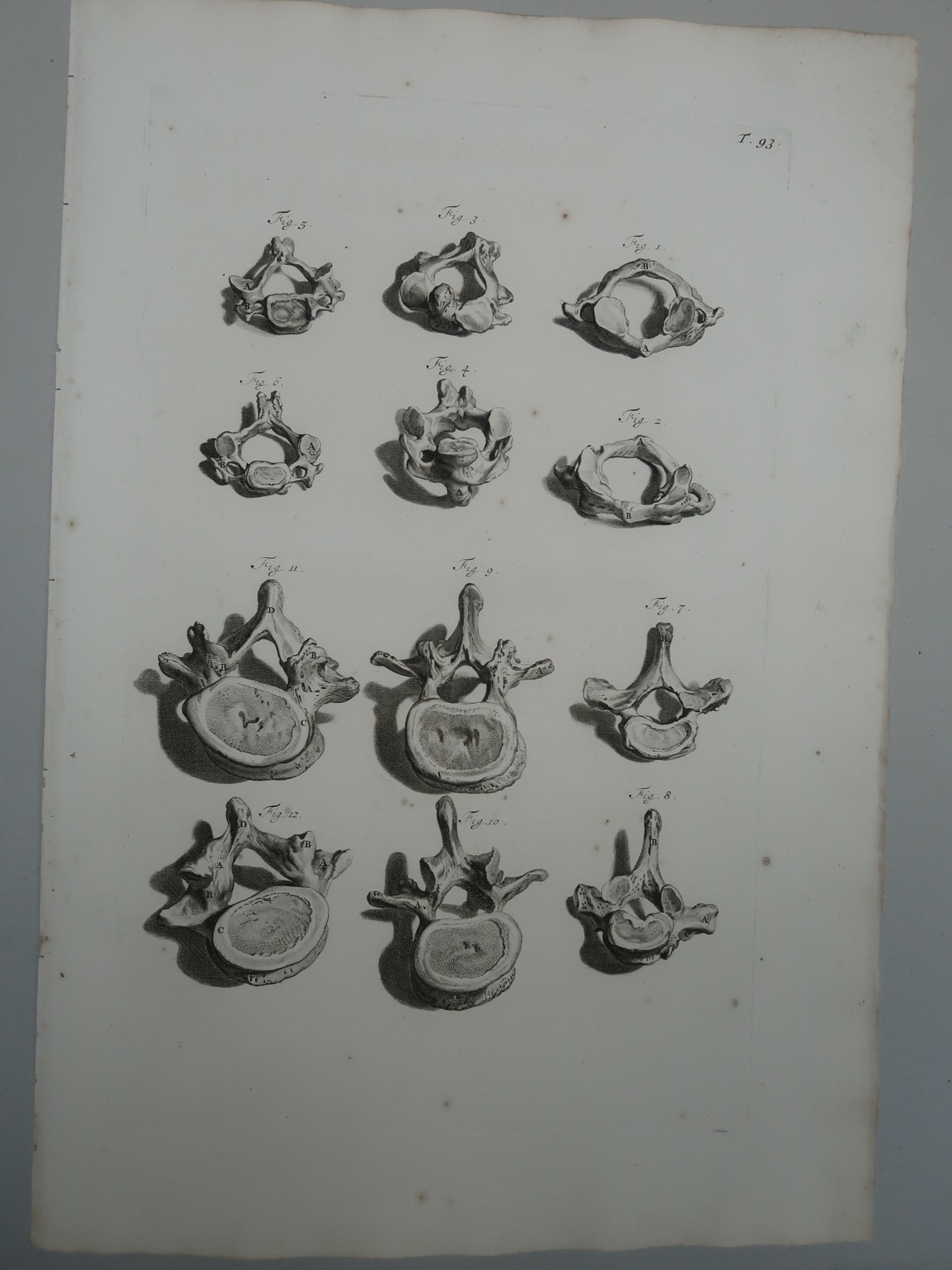 , Antique Print-T.93.-VERTEBRAL-COLUMN-ATLAS-AXIS-SACRAL-BONE-Lairesse-Bidloo-1728, Pictura Antique Prints