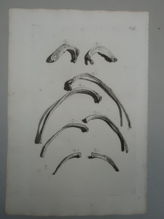 Antique Print-T.94.-ANATOMY-HUMAN-RIBS-COSTAL-OSTEOLOGY-de Lairesse-Bidloo-1728
