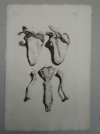 Antique Print-T.95.-ANATOMY-HUMAN-SHOULDER-SCAPULA-de Lairesse-Bidloo-1728