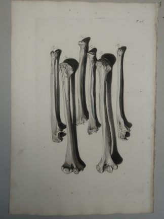 Antique Print-T.96.-ANATOMY-HUMAN-UPPER-ARM-de Lairesse-Bidloo-1728