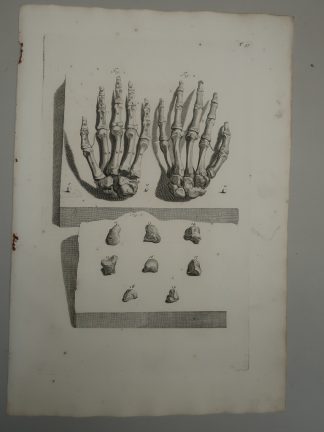 Antique Print-T.97.-HAND-FINGER-BONES-CARPUS-PHALANGES-de Lairesse-Bidloo-1728