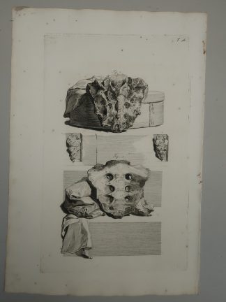 Antique Print-T.98.-ANATOMY-HUMAN-SACRUM-COCCYX-de Lairesse-Bidloo-1728