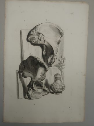 Antique Print-T.99.-ANATOMY-HUMAN-HIP-BONE-de Lairesse-Bidloo-1728