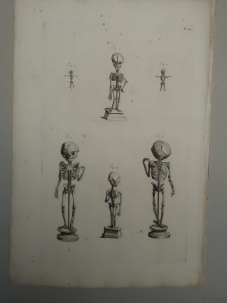 Antique Print-T.100.-ANATOMY-FETAL-SKELETON-DEVELOPMENT-de Lairesse-Bidloo-1728