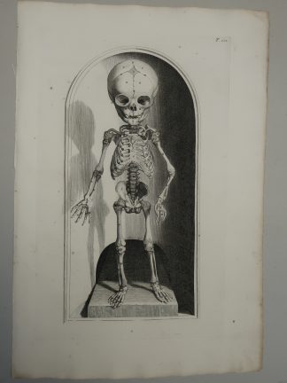 2-Antique Prints-T.101-102.-FOETAL-SKELETON-FRONT-BACK-VIEW-Lairesse-Bidloo-1728