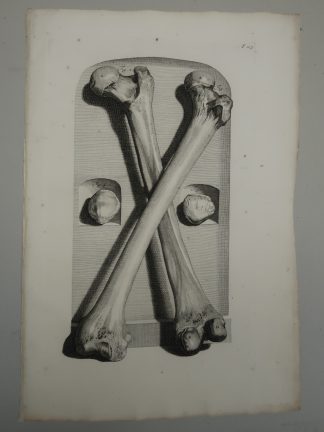 Antique Print-T.103.-ANATOMY-FEMUR-PATELLA-de Lairesse-Bidloo-1728