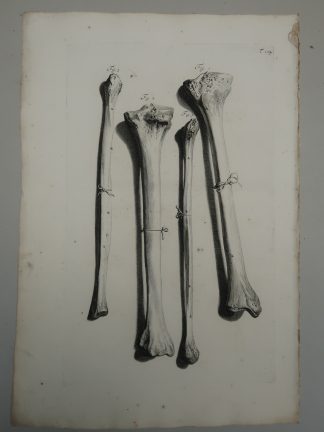 Antique Print-T.104.-ANATOMY-TIBIA-FIBULA-LOWER-LEG-BONES-Lairesse-Bidloo-1728
