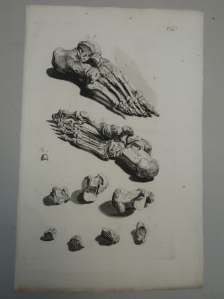 Antique Print-T.105.-ANATOMY-FOOT-BONES-de Lairesse-Bidloo-1728
