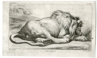 Antique Master Print-ANIMAL-LION-SLEEPING-LYING-PREDATOR-Perrot-Huet-1830