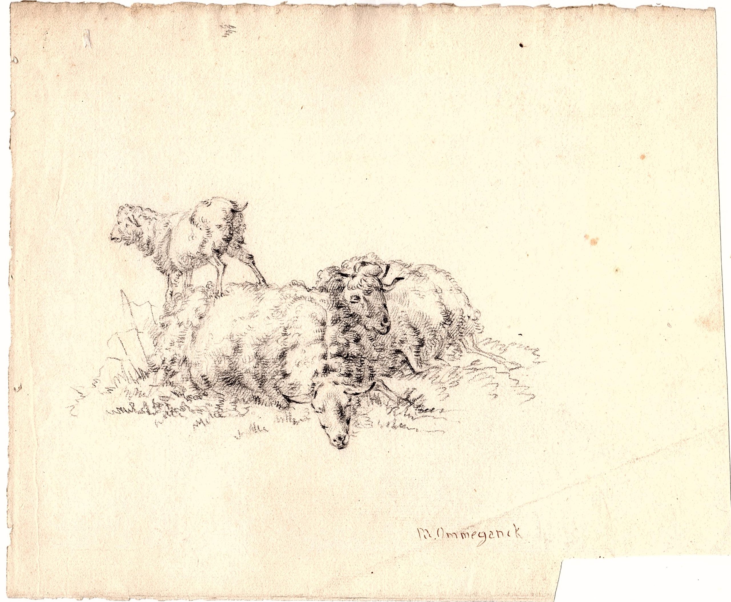 , Antique Drawing-ANIMAL-SHEEP-WOOL-STANDING-LYING-Baesten Ommeganck-1820, Pictura Antique Prints