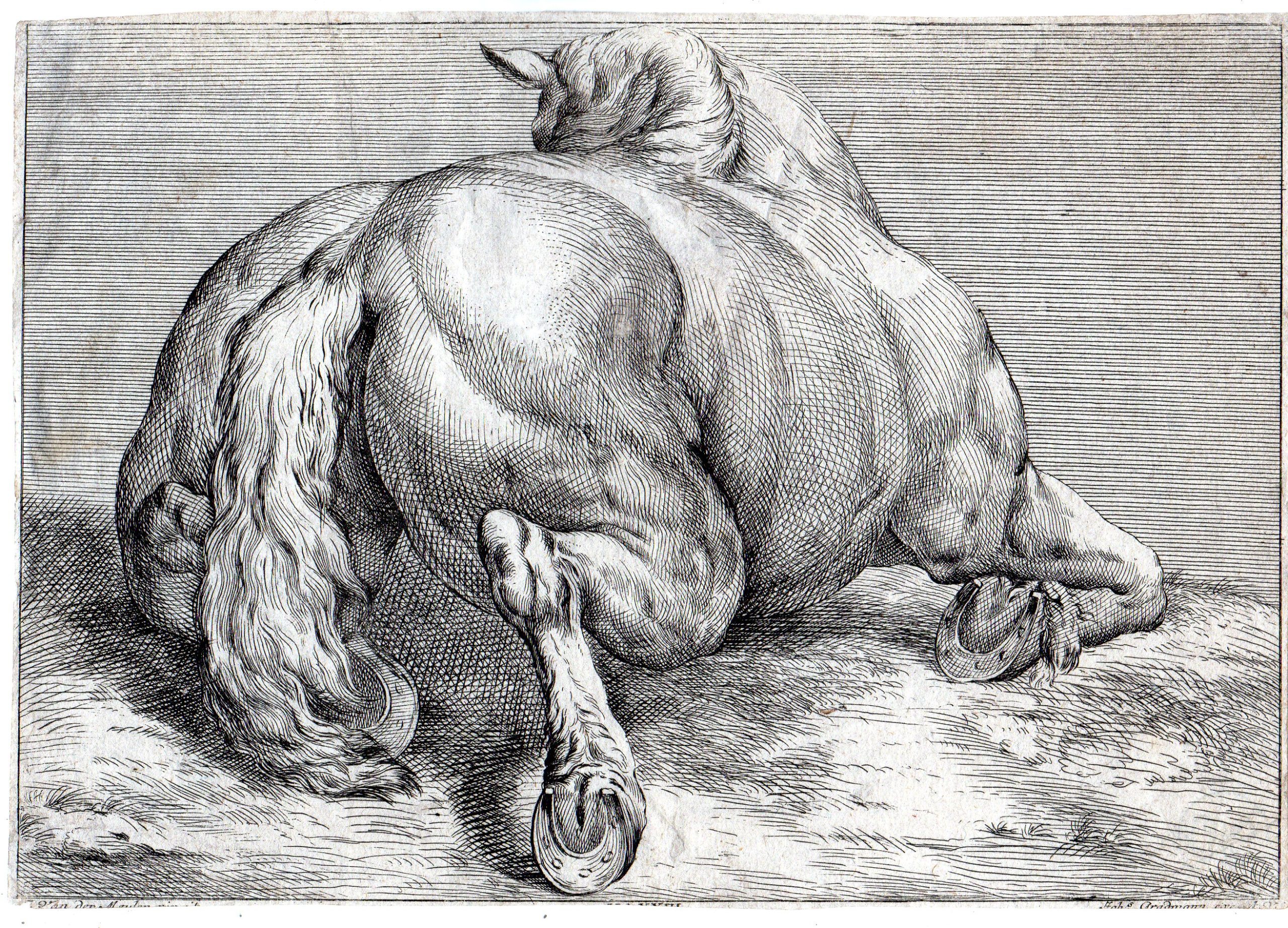 , Antique Master Print-ANIMAL-HORSE-LYING-HORSESHOE-Gradmann-Meulen-1770, Pictura Antique Prints