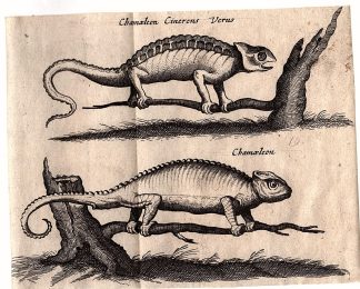 Antique Print-ANIMAL-CHAMELEON-COLOUR CHANGE-BRANCH-MIMICRY-Merian-1657