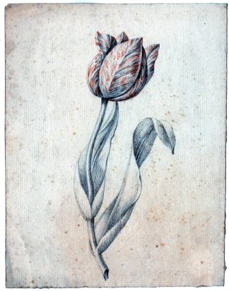 Antique Drawing-PLANT-TULIP-RED-LEAFS-Anonymous-1780