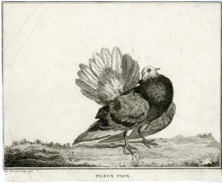 Antique Print-PIGEON-PAON-DOVE-Fessard-1767