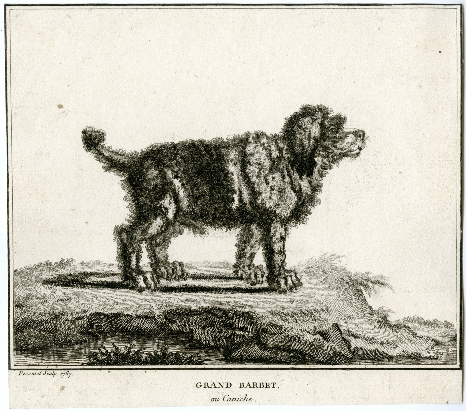 , Antique Print-GRAND-BARBET-CANICHE-POODLE-DOG-Fessard-1767, Pictura Antique Prints
