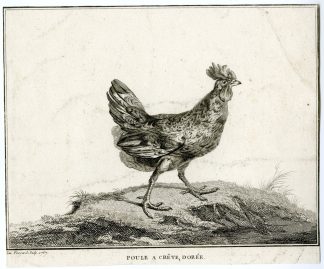 Antique Print-POULE-CRETE-DOREE-CRETIAN CHICKEN-Fessard-1767