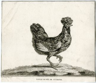 Antique Print-POULE-HUPPEE-NUMIDIAN CHICKEN-Fessard-1767