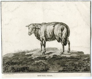 Antique Print-MOUTON-VEXIN-SHEEP-Fessard-1767