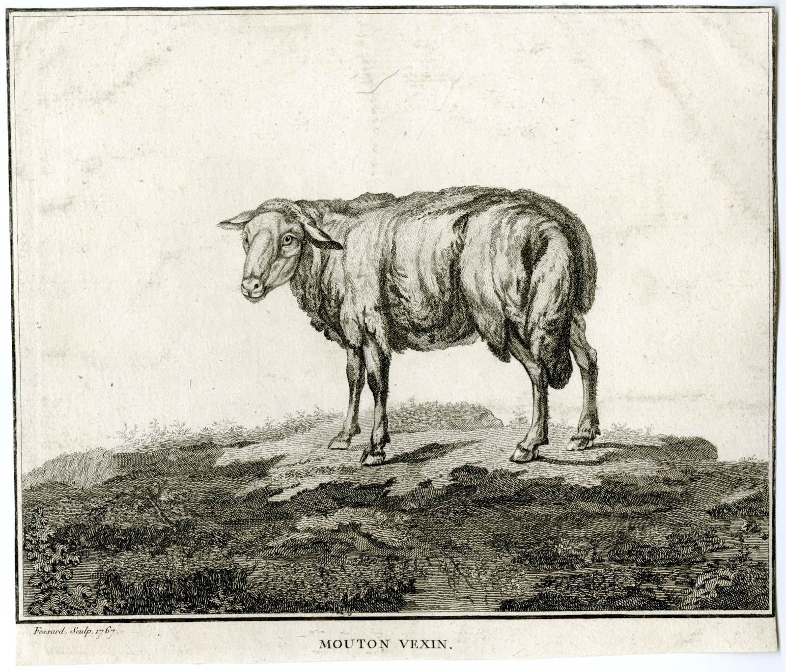 , Antique Print-MOUTON-VEXIN-SHEEP-Fessard-1767, Pictura Antique Prints
