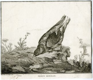 Antique Print-PIGEON-MONDAIN-DOVE-Fessard-1767