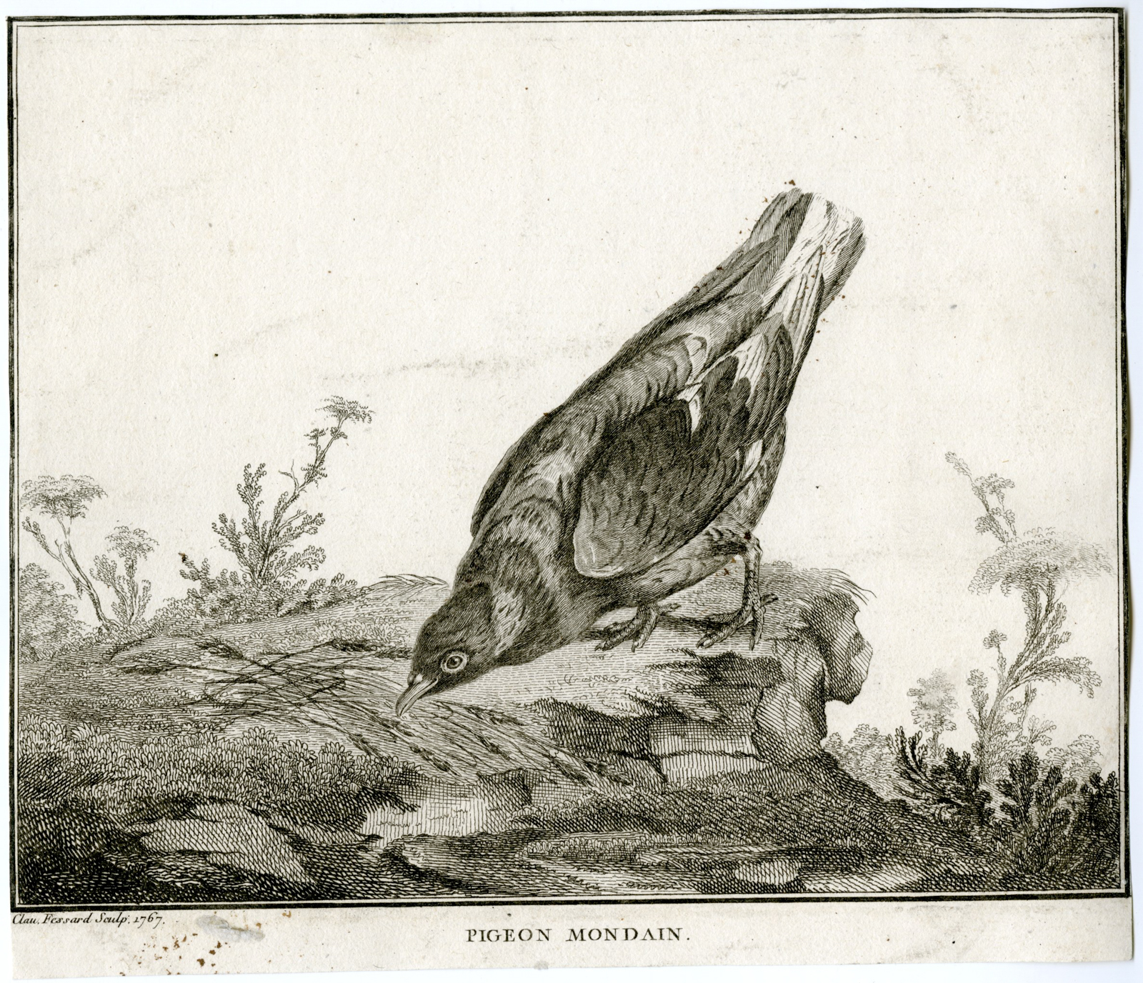 , Antique Print-PIGEON-MONDAIN-DOVE-Fessard-1767, Pictura Antique Prints
