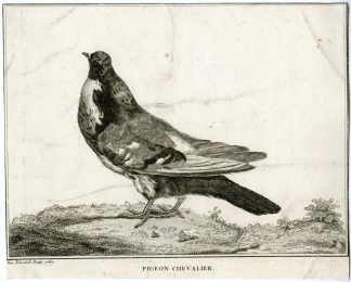 Antique Print-PIGEON-CHEVALIER-DOVE-Fessard-1767