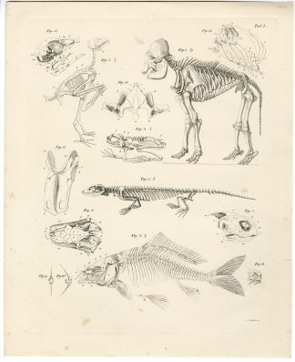 Antique Print-ANATOMY-MAMMALS-FISH-BIRD-REPTILE-Sturm-Burmeister-1860
