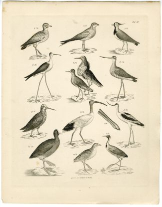 Antique Print-WOODCOCK-RUFF-LAPWING-IBIS-PLOVER-GODWIT-Richter-Burmeister-1860