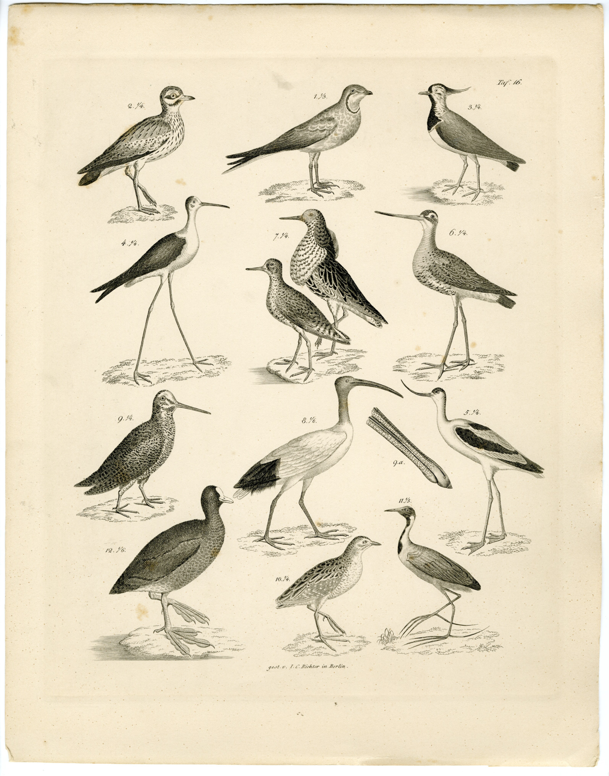 , Antique Print-WOODCOCK-RUFF-LAPWING-IBIS-PLOVER-GODWIT-Richter-Burmeister-1860, Pictura Antique Prints