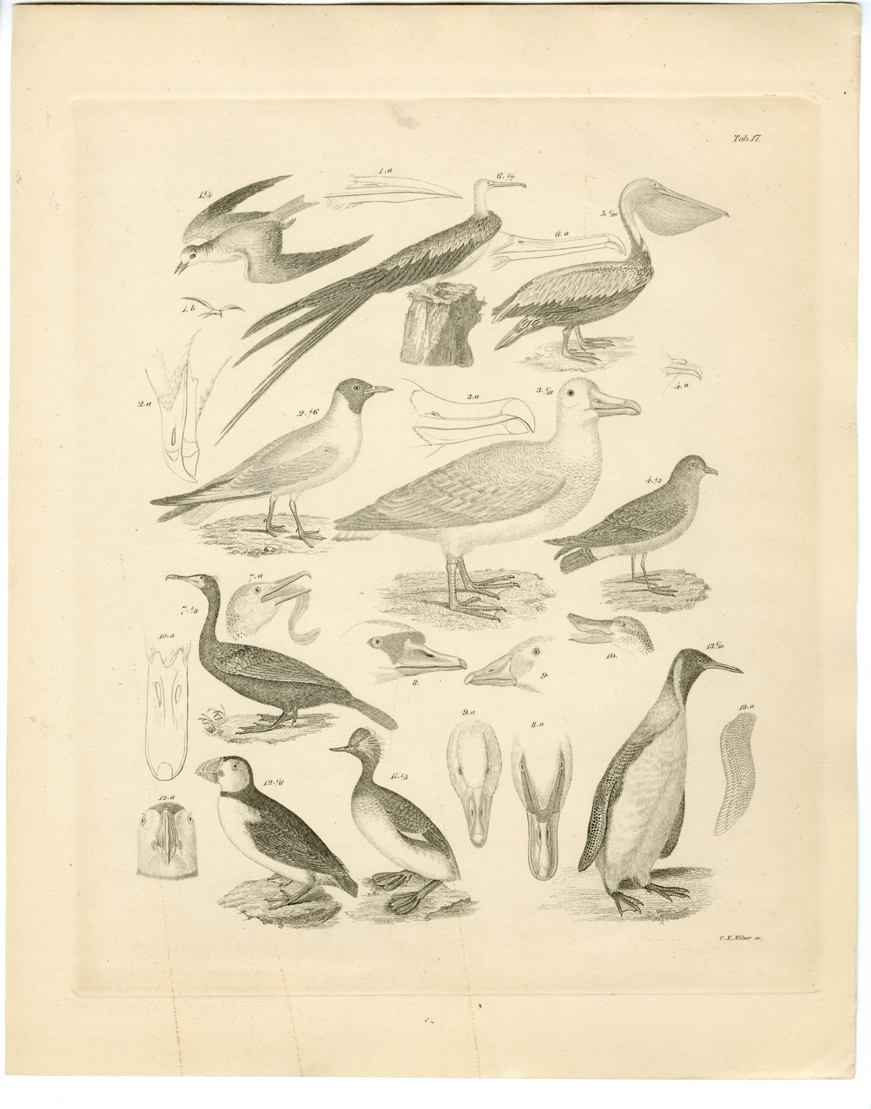 , Antique Print-ALBATROSS-PENGUIN-PUFFIN-PELICAN-CORMORANT-Weber-Burmeister-1860, Pictura Antique Prints