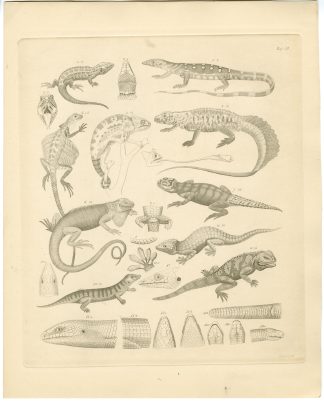 Antique Print-MONITOR LIZARD-CHAMELEON-SLAMANDER-Burmeister-1860