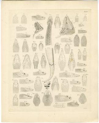 Antique Print-SNAKE-ANATOMY-Sturm-Burmeister-1860