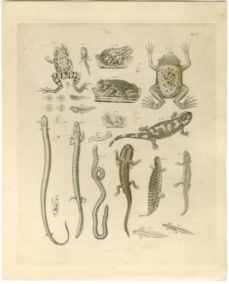 Antique Print-TOAD-FROG-SALAMANDER-AXOLOTL-WORM-Sturm-Burmeister-1860