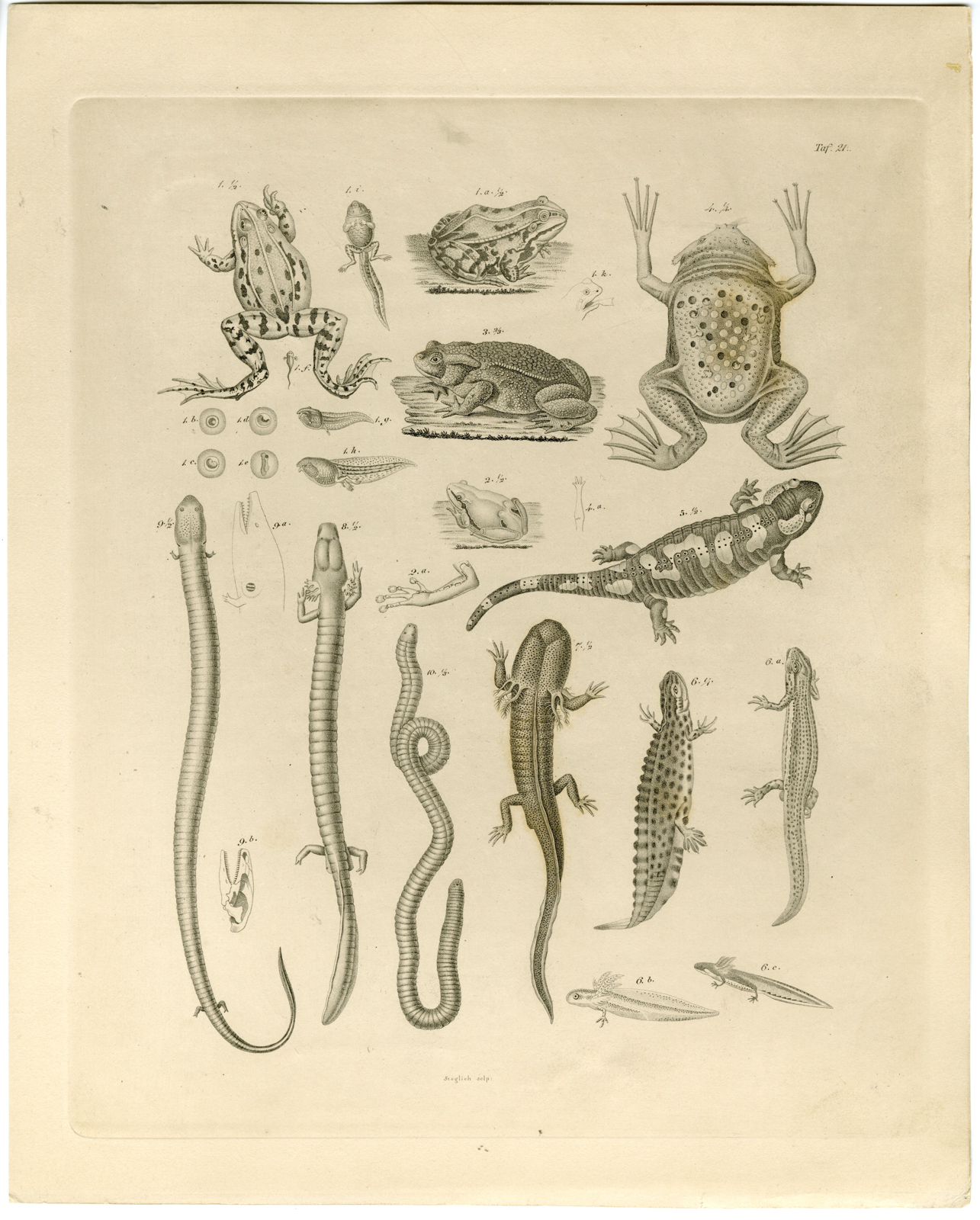 , Antique Print-TOAD-FROG-SALAMANDER-AXOLOTL-WORM-Sturm-Burmeister-1860, Pictura Antique Prints