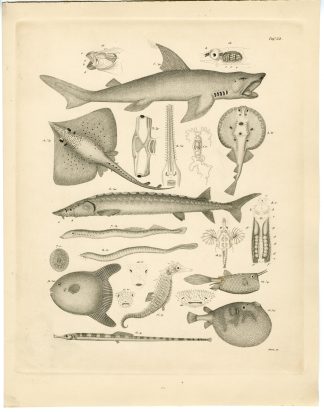 Antique Print-SHARK-RAY-SEA HORSE-STURGEON-PUFFER FISH-Franz-Burmeister-1860