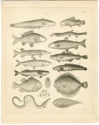 Antique Print-PIKE-EEL-PLAICE-MACKEREL-BASS-Franz-Burmeister-1860