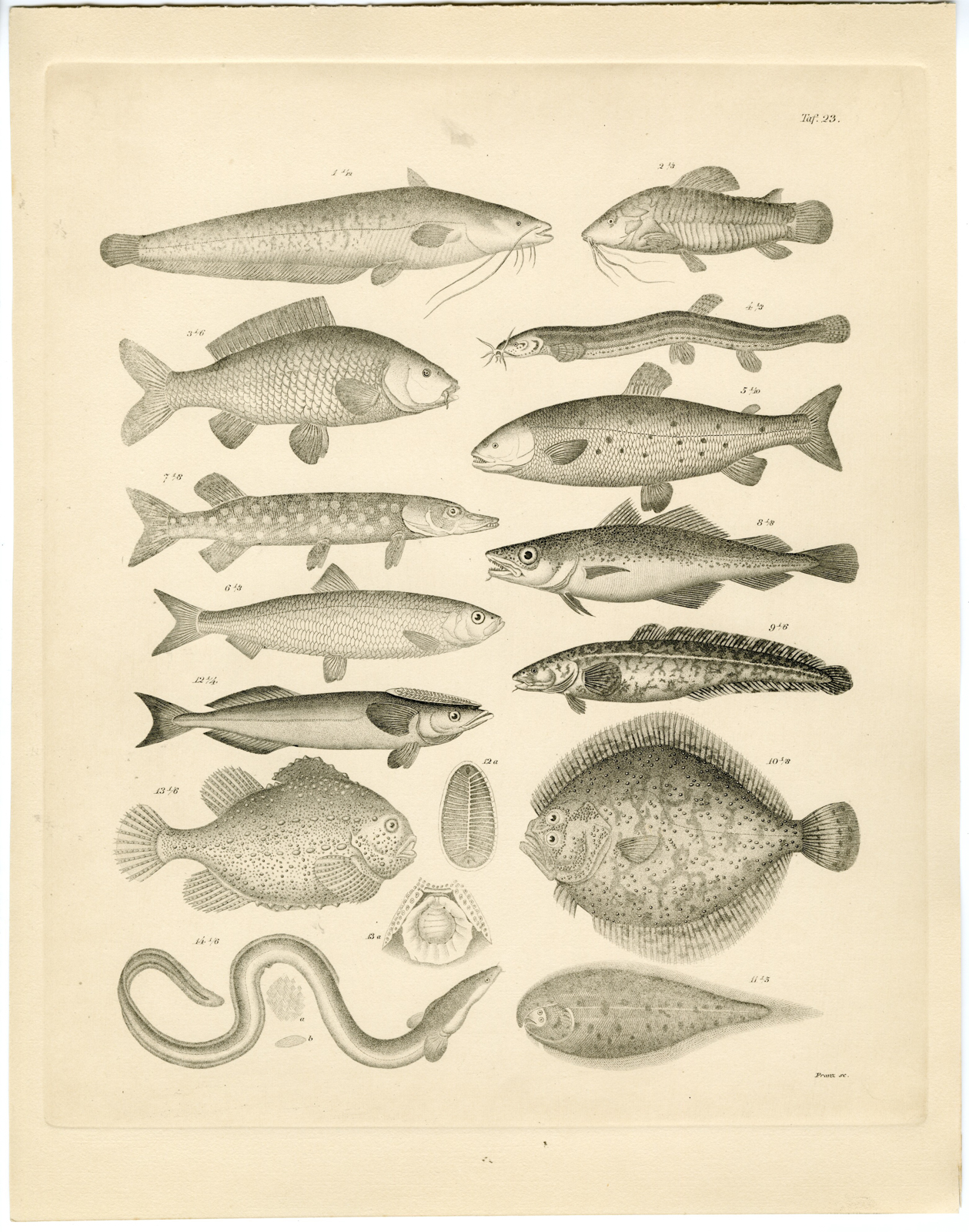 , Antique Print-PIKE-EEL-PLAICE-MACKEREL-BASS-Franz-Burmeister-1860, Pictura Antique Prints