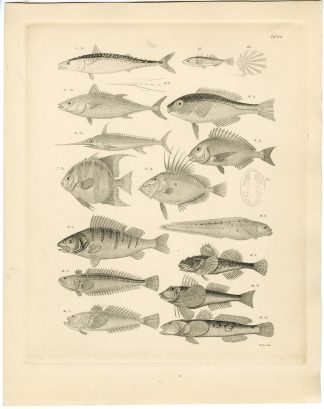 Antique Print-SWORDFISH-GOBY-Franz-Burmeister-1860