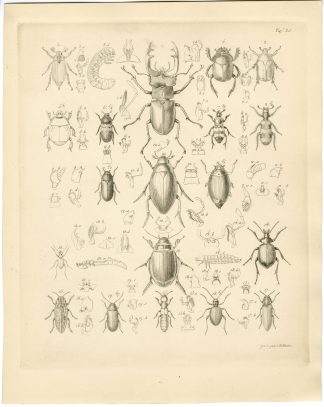 Antique Print-INSECT-STAG BEETLE-DUNG-ANT-Wienker-Burmeister-1860