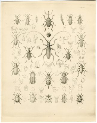 Antique Print-INSECT-LONGHORN BEETLE-LADYBIRD-Wienker-Burmeister-1860