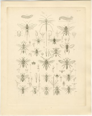 Antique Print-INSECT-BEE-WASP-CATERPILLAR-Sieglich-Burmeister-1860