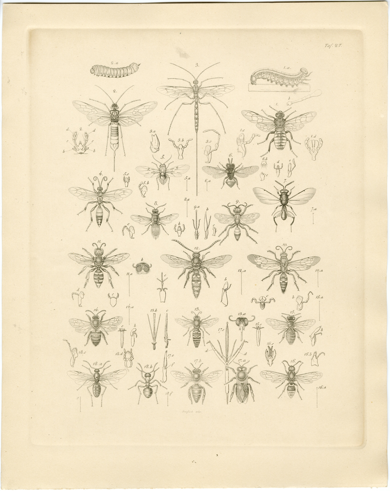 , Antique Print-INSECT-BEE-WASP-CATERPILLAR-Sieglich-Burmeister-1860, Pictura Antique Prints