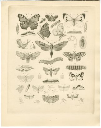 Antique Print-PEACOCK BUTTERFLY-EMPEROR MOTH-CATERPILLAR-Sieglich-Burmeister-1860