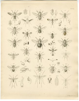 Antique Print-INSECT-FLIES-MOSQUITO-HYMENOPTERA-Wagenschieber-Burmeister-1860