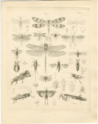 Antique Print-DRAGONFLY-LOCUST-CRICKET-GRASSHOPPER-Schumann-Burmeister-1860