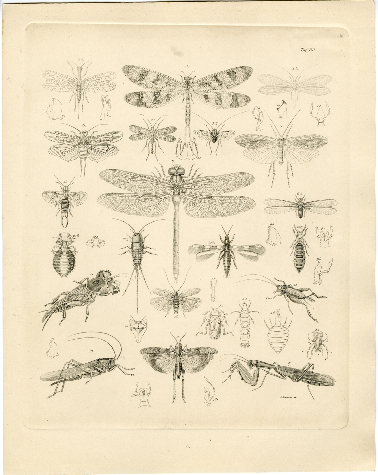 , Antique Print-DRAGONFLY-LOCUST-CRICKET-GRASSHOPPER-Schumann-Burmeister-1860, Pictura Antique Prints
