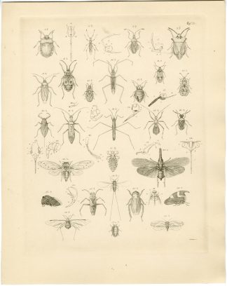 Antique Print-INSECT-BEETLES-Schumann-Burmeister-1860